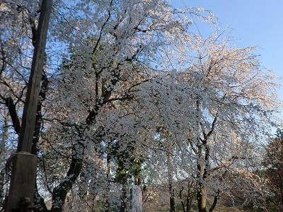 しだれ桜