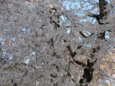 しだれ桜