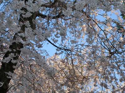 しだれ桜